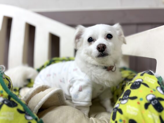 ヌーノクラブ　犬のペットホテル　東京　中野区　フリースペースでのびのび　お預かり中　チワワ×プードルのジェシー