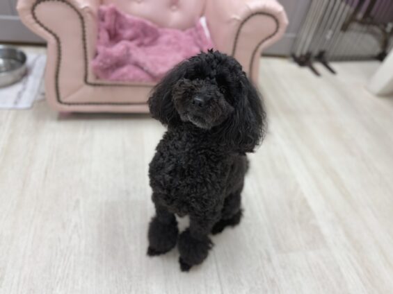 ヌーノクラブ　犬のペットホテル　東京　中野区　フリースペースでのびのび　お預かり中　トイプードルのさくら