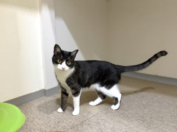 ヌーノクラブ　猫専用ペットホテル　都内　中野区　フリースペースでのびのび　お預り中の猫ちゃん ミックスのくろまめ、すもも
