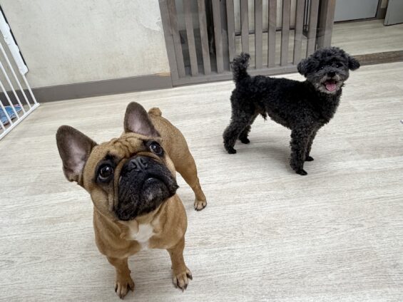 ヌーノクラブ　犬のペットホテル　東京　中野区　フリースペースでのびのび　お預かり中　トイプードルのカイ、フレンチブルドッグのジェイ