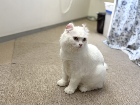 ヌーノクラブ 猫専用ペットホテル 都内 中野区 フリースペースでのびのび お預り中の猫ちゃん ミックスのラン