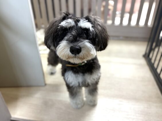 ヌーノクラブ　犬のペットホテル　東京　中野区　フリースペースでのびのび　お預かり中　ミニチュアシュナウザーのジョニー