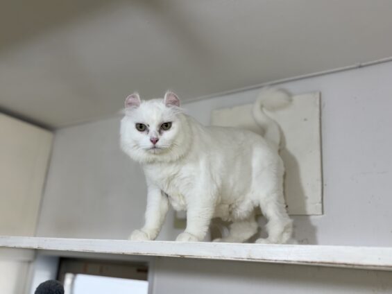 ヌーノクラブ 猫専用ペットホテル 都内 中野区 フリースペースでのびのび お預り中の猫ちゃん ミックスのラン