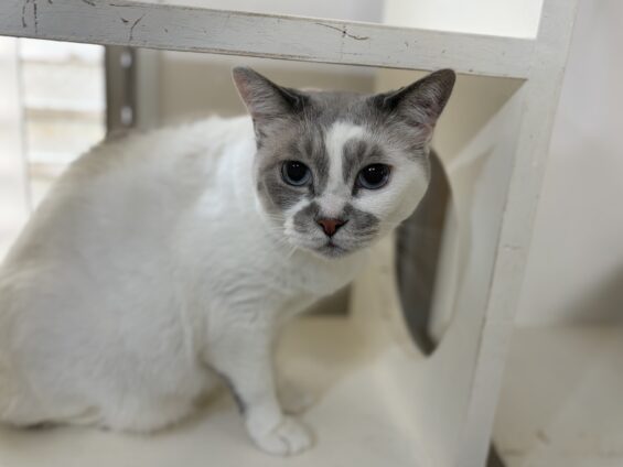 ヌーノクラブ 猫専用ペットホテル 都内 中野区 フリースペースでのびのび お預り中の猫ちゃん ミックスのみぞれ