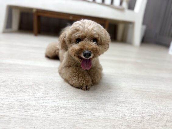 ヌーノクラブ　犬のペットホテル　東京　中野区　フリースペースでのびのび　お預かり中　トイプードルのアニー