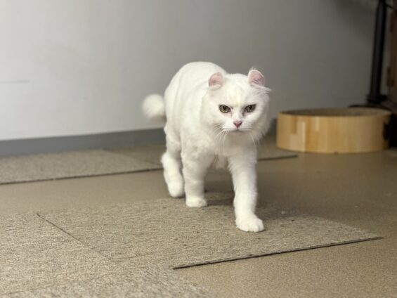 ヌーノクラブ 猫専用ペットホテル 都内 中野区 フリースペースでのびのび お預り中の猫ちゃん ミックスのラン