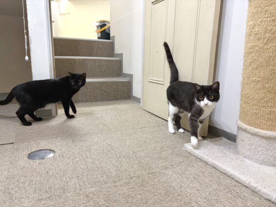 ヌーノクラブ　猫専用ペットホテル　都内　中野区　フリースペースでのびのび　お預り中の猫ちゃん ミックスのくろまめ、すもも