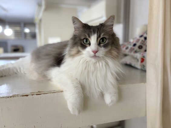 ヌーノクラブ 猫専用ペットホテル 都内 中野区 フリースペースでのびのび お預り中の猫ちゃん ノルウェージャンフォレストキャットのリリー