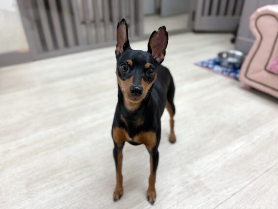 ヌーノクラブ　犬のペットホテル　東京　中野区　フリースペースでのびのび　お預かり中　ミニチュアピンシャーのバンビ