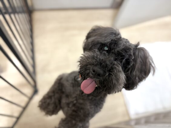 ヌーノクラブ　犬のペットホテル　東京　中野区　フリースペースでのびのび　お預かり中　ミニチュアシュナウザーのジョア