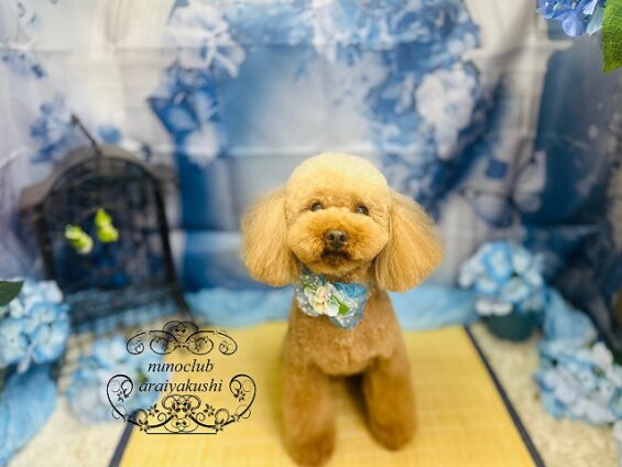 ペットサロン、ヌーノクラブ、可愛くリーズナブルにトリミング　ペットサロン、ヌーノクラブ、可愛くリーズナブルにトリミング　