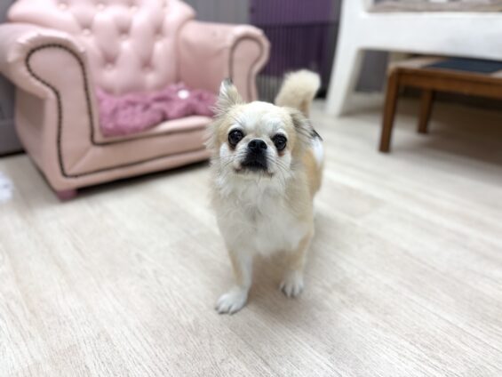 ヌーノクラブ　犬のペットホテル　東京　中野区　フリースペースでのびのび　お預かり中　ペキニーズ×チワワのマーニャ