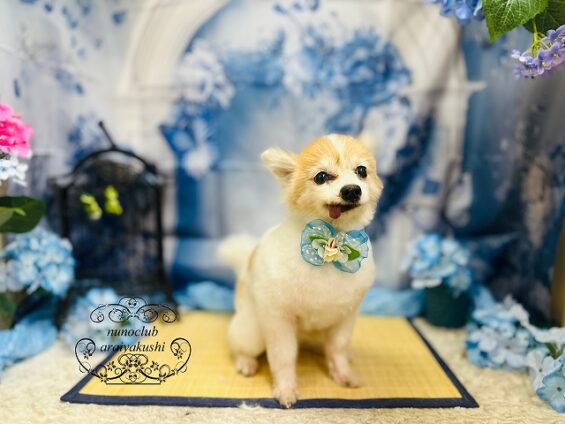 ペットサロン、ヌーノクラブ、可愛くリーズナブルにトリミング　ペットサロン、ヌーノクラブ、可愛くリーズナブルにトリミング　