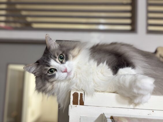 ヌーノクラブ 猫専用ペットホテル 都内 中野区 フリースペースでのびのび お預り中の猫ちゃん ノルウェージャンフォレストキャットのリリー