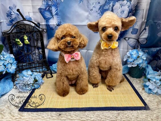 ペットサロン、ヌーノクラブ、可愛くリーズナブルにトリミング　ペットサロン、ヌーノクラブ、可愛くリーズナブルにトリミング　