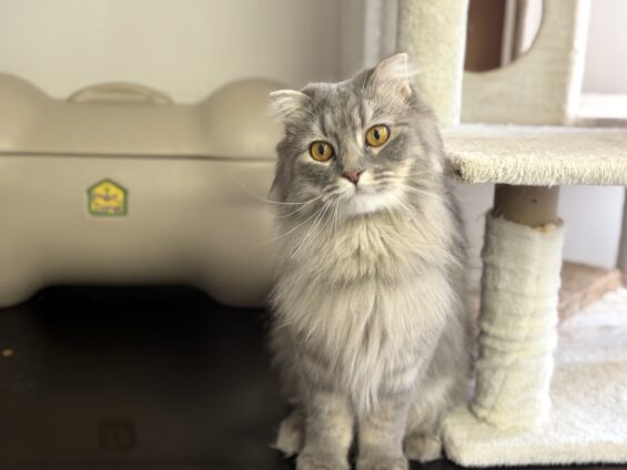 ヌーノクラブ 猫専用ペットホテル 都内 中野区 フリースペースでのびのび お預り中の猫ちゃん スコティッシュフォールドのルル