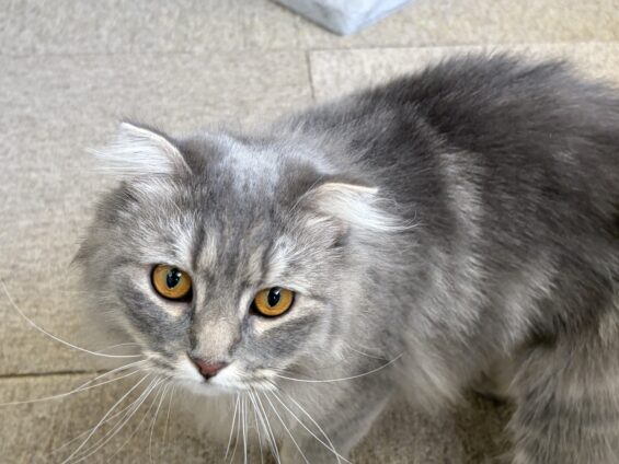 ヌーノクラブ 猫専用ペットホテル 都内 中野区 フリースペースでのびのび お預り中の猫ちゃん スコティッシュフォールドのルル