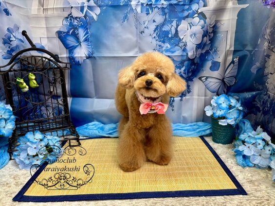 ペットサロン、ヌーノクラブ、可愛くリーズナブルにトリミング　ペットサロン、ヌーノクラブ、可愛くリーズナブルにトリミング　トイプードルのミミ_640