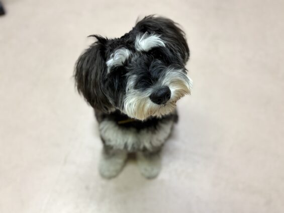 ヌーノクラブ　犬のペットホテル　東京　中野区　フリースペースでのびのび　お預かり中　ミニチュアシュナウザーのジョニー