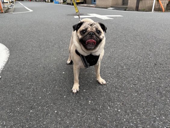 ヌーノクラブ　犬のペットホテル　東京　中野区　フリースペースでのびのび　お預かり中　パグのこてつ