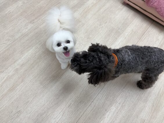 ヌーノクラブ　犬のペットホテル　東京　中野区　フリースペースでのびのび　お預かり中　マルチーズ×ポメラニアンのモコ