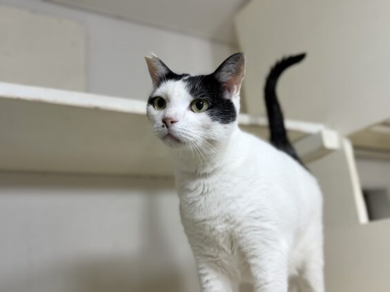 ヌーノクラブ　猫専用ペットホテル　都内　中野区　フリースペースでのびのび　お預り中の猫ちゃん　ミックスのめいじ