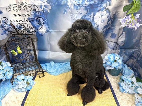 ペットサロン、ヌーノクラブ、可愛くリーズナブルにトリミング ペットサロン、ヌーノクラブ、可愛くリーズナブルにトリミング トイプードルのさくら9_640