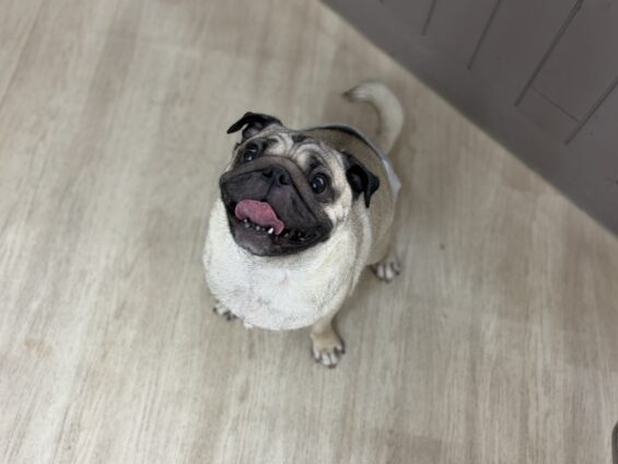 ヌーノクラブ　犬のペットホテル　東京　中野区　フリースペースでのびのび　お預かり中　パグのこてつ
