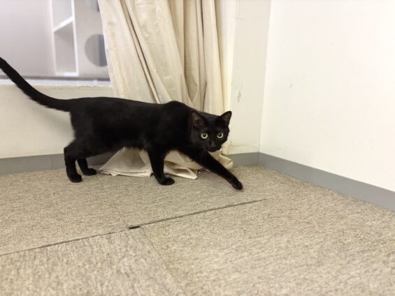 ヌーノクラブ　猫専用ペットホテル　都内　中野区　フリースペースでのびのび　お預り中の猫ちゃん ミックスのくろまめ、すもも