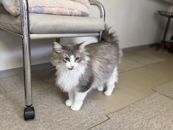 ヌーノクラブ　猫専用ペットホテル　都内　中野区　フリースペースでのびのび　お預り中の猫ちゃん　ノルウェージャンフォレストキャットのリリー