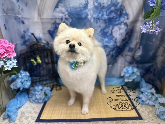 ペットサロン、ヌーノクラブ、可愛くリーズナブルにトリミング ペットサロン、ヌーノクラブ、可愛くリーズナブルにトリミング