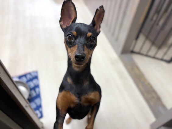 ヌーノクラブ　犬のペットホテル　東京　中野区　フリースペースでのびのび　お預かり中　ミニチュアピンシャーのバンビ