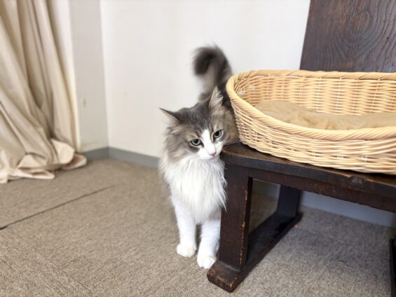 ヌーノクラブ　猫専用ペットホテル　都内　中野区　フリースペースでのびのび　お預り中の猫ちゃん　ノルウェージャンフォレストキャットのリリー