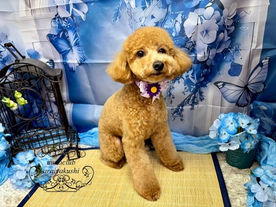 ペットサロン、ヌーノクラブ、可愛くリーズナブルにトリミング　ペットサロン、ヌーノクラブ、可愛くリーズナブルにトリミング　トイプードルのクレア４_640