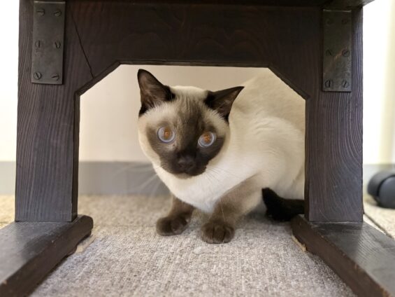 ヌーノクラブ　猫専用ペットホテル　都内　中野区　フリースペースでのびのび　お預り中の猫ちゃん　トンキニーズのそら