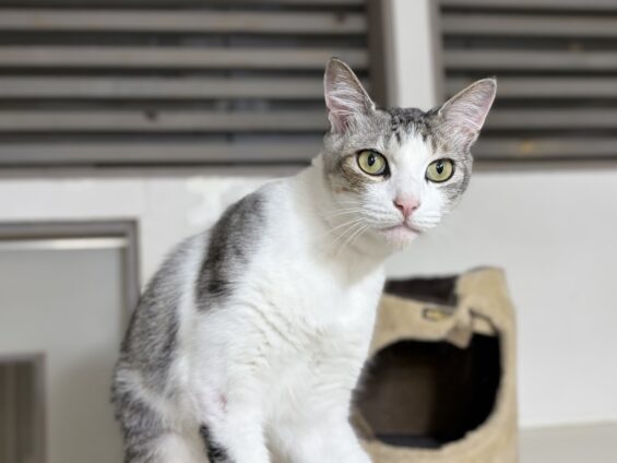 ヌーノクラブ 猫専用ペットホテル 都内 中野区 フリースペースでのびのび お預り中の猫ちゃん ミックスのハリー