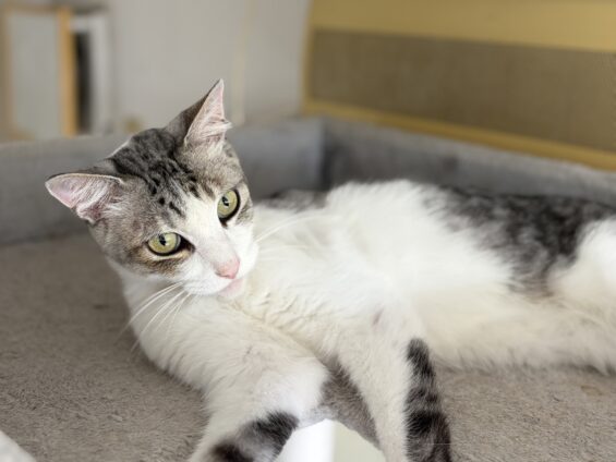 ヌーノクラブ 猫専用ペットホテル 都内 中野区 フリースペースでのびのび お預り中の猫ちゃん ミックスのハリー
