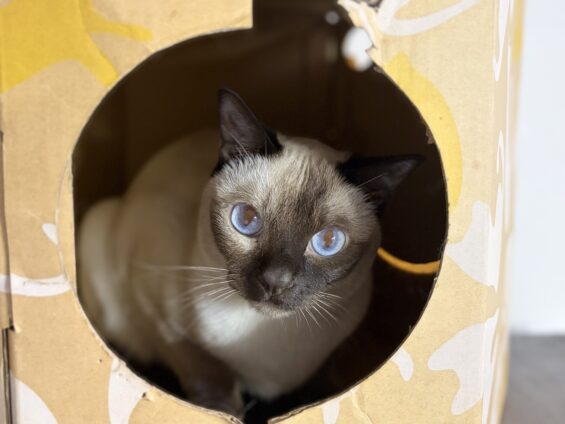 ヌーノクラブ　猫専用ペットホテル　都内　中野区　フリースペースでのびのび　お預り中の猫ちゃん　トンキニーズのそら