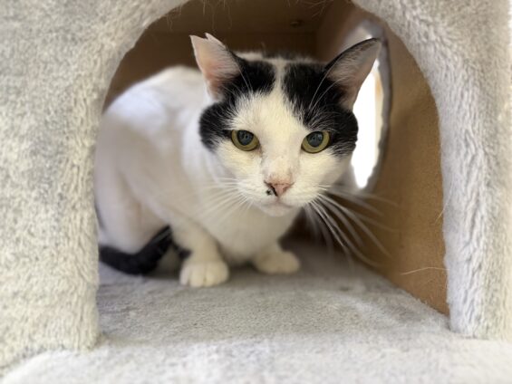 ヌーノクラブ　猫専用ペットホテル　都内　中野区　フリースペースでのびのび　お預り中の猫ちゃん　ミックスのめいじ