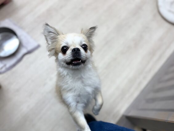 ヌーノクラブ　犬のペットホテル　東京　中野区　フリースペースでのびのび　お預かり中　ペキニーズ×チワワのマーニャ