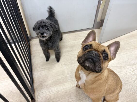 ヌーノクラブ　犬のペットホテル　東京　中野区　フリースペースでのびのび　お預かり中　トイプードルのカイ、フレンチブルドッグのジェイ