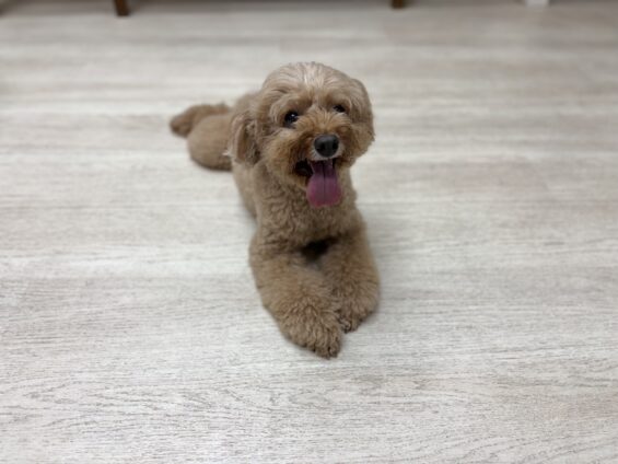 ヌーノクラブ　犬のペットホテル　東京　中野区　フリースペースでのびのび　お預かり中　トイプードルのアニー