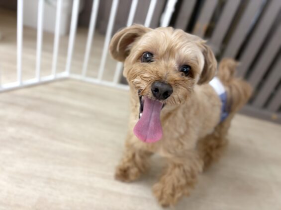 ヌーノクラブ　犬のペットホテル　東京　中野区　フリースペースでのびのび　お預かり中　マルチーズ×プードルのナッツ