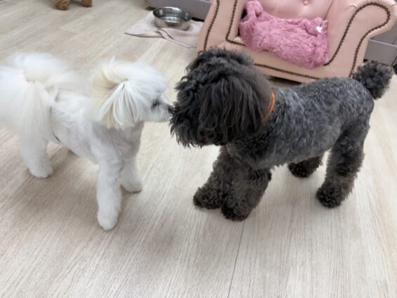 ヌーノクラブ　犬のペットホテル　東京　中野区　フリースペースでのびのび　お預かり中　ミニチュアシュナウザーのジョア