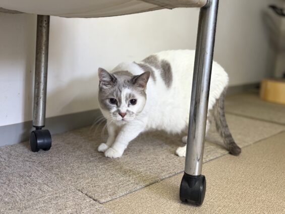 ヌーノクラブ 猫専用ペットホテル 都内 中野区 フリースペースでのびのび お預り中の猫ちゃん ミックスのみぞれ