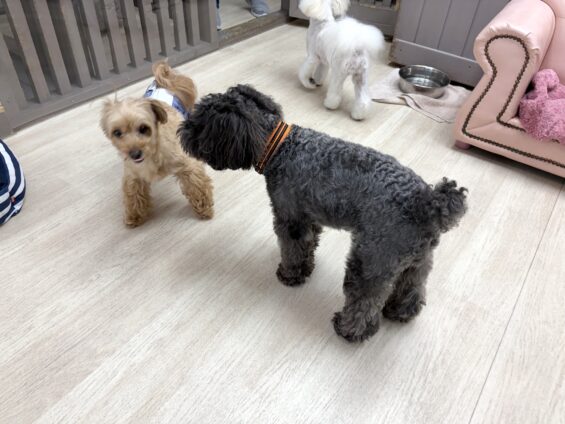 ヌーノクラブ　犬のペットホテル　東京　中野区　フリースペースでのびのび　お預かり中　ミニチュアシュナウザーのジョア
