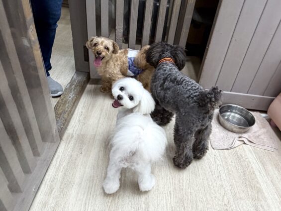 ヌーノクラブ　犬のペットホテル　東京　中野区　フリースペースでのびのび　お預かり中　マルチーズ×プードルのナッツ
