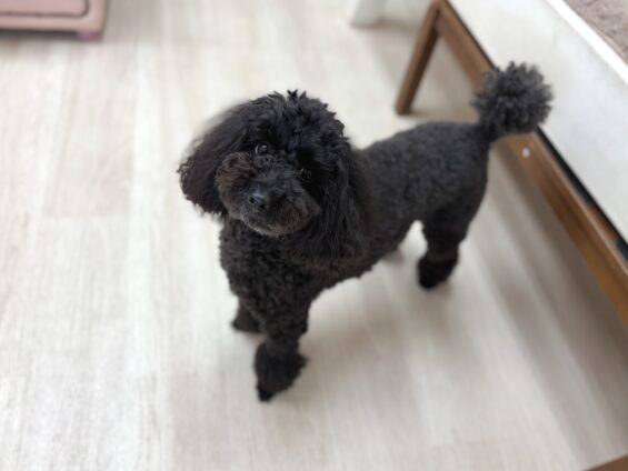 ヌーノクラブ　犬のペットホテル　東京　中野区　フリースペースでのびのび　お預かり中　トイプードルのさくら