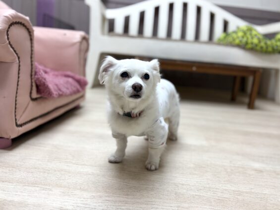 ヌーノクラブ　犬のペットホテル　東京　中野区　フリースペースでのびのび　お預かり中　チワワ×プードルのジェシー