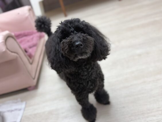 ヌーノクラブ　犬のペットホテル　東京　中野区　フリースペースでのびのび　お預かり中　トイプードルのさくら
